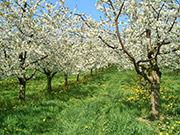 Kirschblüte im Eggenertal